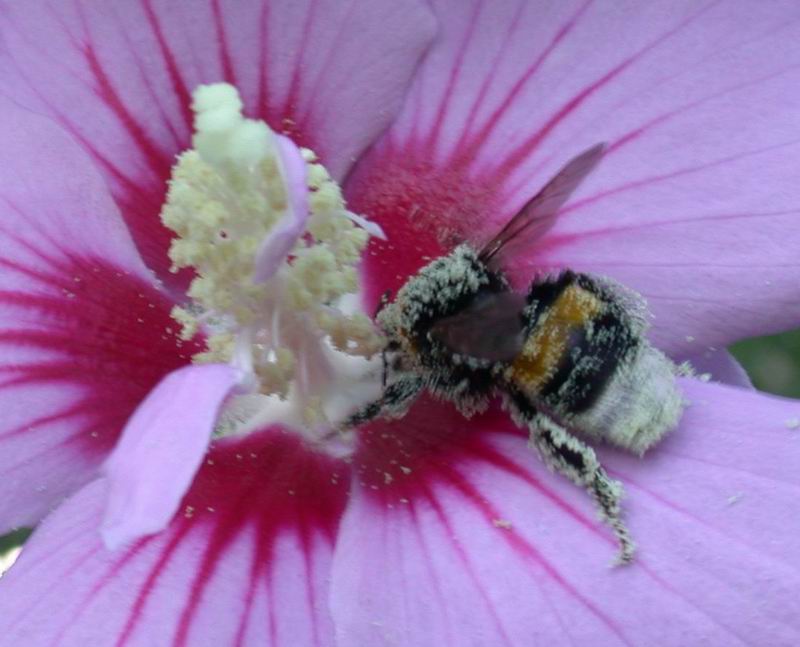 Golosit ....Bombus terrestris